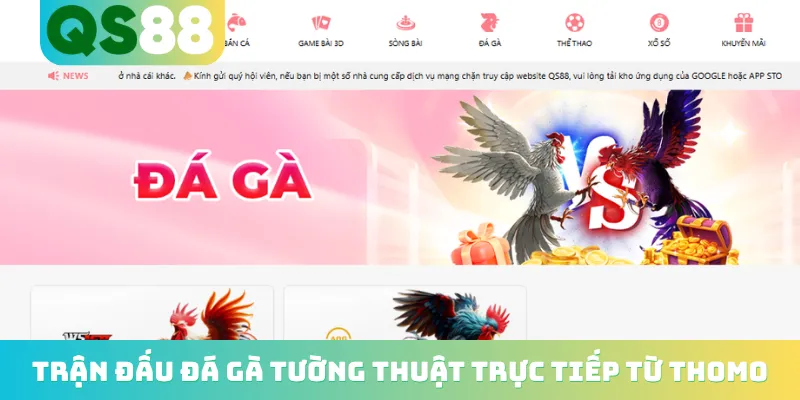 Trận đấu đá gà tường thuật trực tiếp từ Thomo